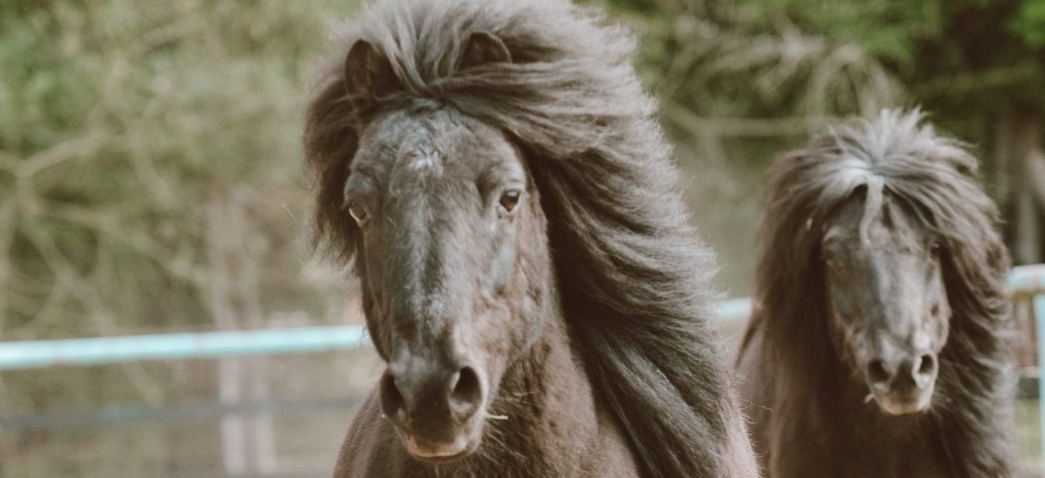 Ponyclub Offenburg Süd e.V.